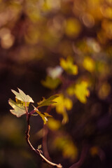 Autumn leaves on sun. Fall dark blurred background.