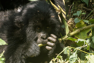 Gorillas in Virunga National Park, R.D. Congo