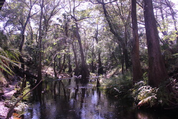 Obraz premium river trees