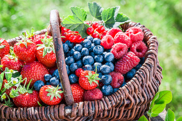 Closeup of healthy berry fruits in wicker basket
