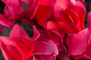 Close-up of red petals of a beautoful flower. Hibiscus rosa sinensis.