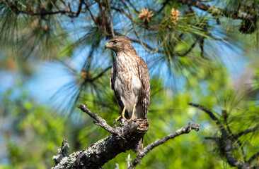 A red shouldered hawk perched in a tree while hunting