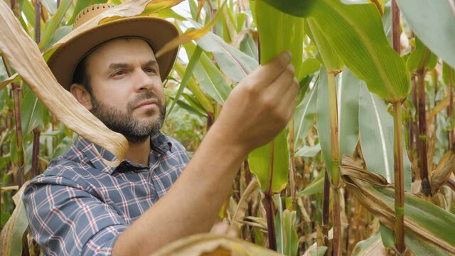 Man Walking Through Cornfield Thicket. Organic Farmer Looking At Sweetcorn In Field. Farmer Inspecting Years maize or Sweet Corn Harvest. Organic Ferma.
