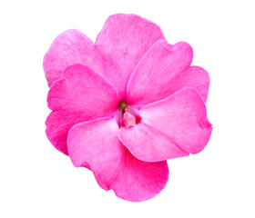 pink impatiens flower closeup cutout isolated on a white background