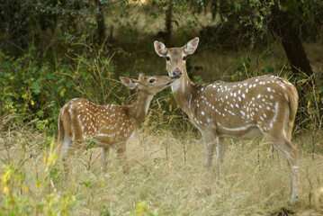 Naklejka na ściany i meble Female spotted or axis deer (chital) and fawn in Sasan Gir (Gir Forest), Gujarat, India