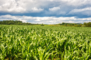 Cornfield in a rural landscape under an impressive cloudy sky