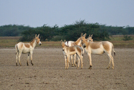 Baluchi or Indian (Asiatic) wild ass (onager, hemione, ghudkhur, khur) at Indian Wild Ass Sanctuary, Little Rann of Kutch, Gujarat, India