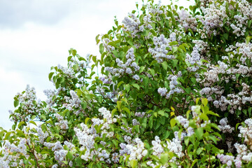 Lilac branches, flowers on the branches. Green background.