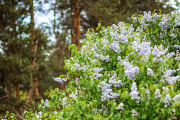 Lilac branches, flowers on the branches. Green background.