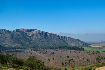 plantación de nogales en la base de un valle