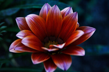 orange flower in the garden
flower, nature, pink, garden, plant, green, red, orange, flora, beauty, blossom, lily, bloom, flowers, yellow, petal, beautiful, spring, summer, dahlia, leaf, closeup, purp