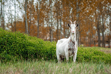 Obraz na płótnie Canvas White goat in the meadow, against the backdrop of vegetation. Copy space.