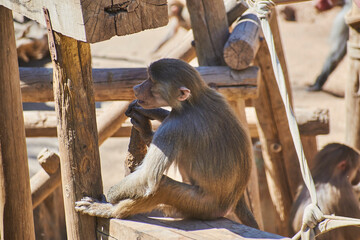Mono descansando en el zoológico