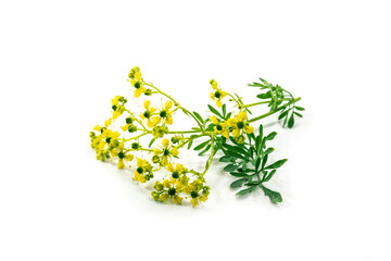 Blooming common rue or herb-of-grace (Ruta graveolens) with small yellow flowers, aromatic herb and...