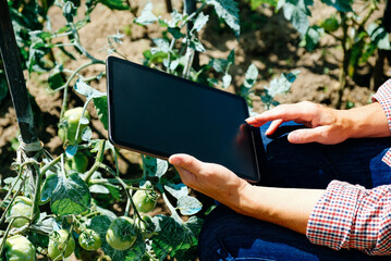 Farmer using digital tablet computer in tomato plantation. Farm innovative technologies concept.