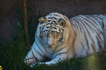 Fototapeta na wymiar Tigre blanco tomando una siesta