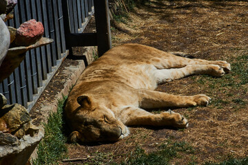 Leona acostada en el suelo durmiendo