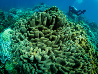 Colorful coral reef, underwater photo, diver in the background, Philippines.