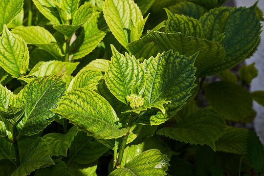 botones de hortensia cuando comienzan a crecer