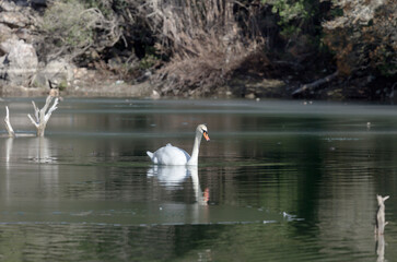 The white swan  in the lake