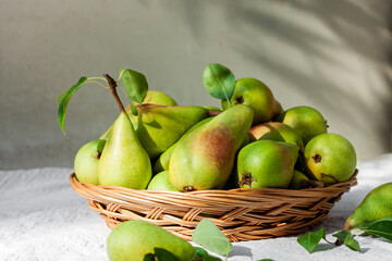 Fresh organic ripe pears with leaves in the wicker basket on gray background. Thanksgiving dinner. Healthy eating concept. Selective focus.