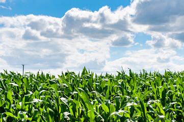 corn field and blue sky