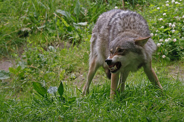 An angry wolf showing his teeth.