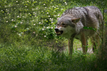 An angry wolf showing his teeth. © dennis
