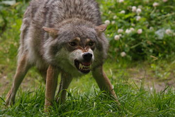 An angry wolf showing his teeth.