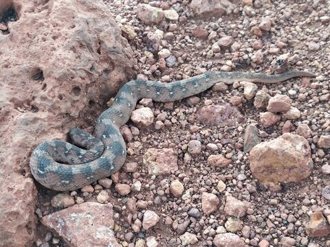 snake in the sand