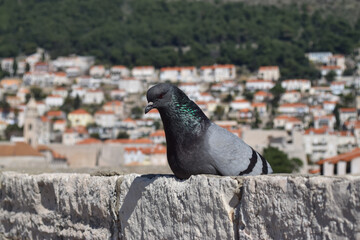 A pigeon is sitting on the wall that surrounds the old Dubrovnik, in Croatia.