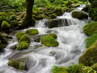 Fototapeta premium 鳥取県 木谷沢渓流 苔むした渓流
