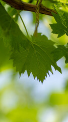 Vine leaf close up with beautiful background