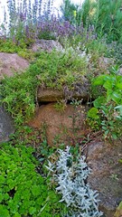 creeping plants on an alpine slide. vertical gardening outside