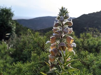 Wildflower,Digitalis lanata in Greeks mountains  © georgios