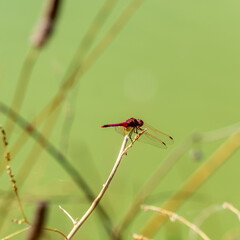Red dragonfly perched in a reed of the lake on a green background