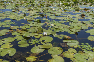 European white water lily (Nymphaea alba) in Danube river canal on the Vilkovo city © Andriy Nekrasov