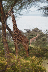 giraffe in the savannah