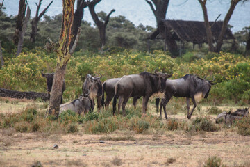 Fototapeta na wymiar wildebeest