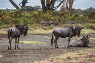 Fototapeta premium wildebeest