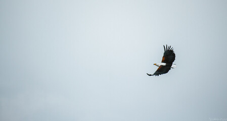eagle in flight