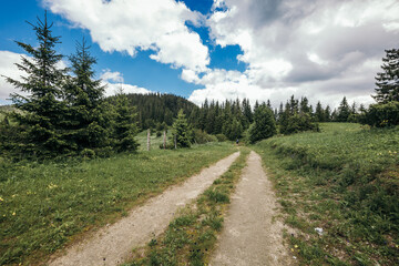 Fototapeta premium A path with trees on the side of a dirt road