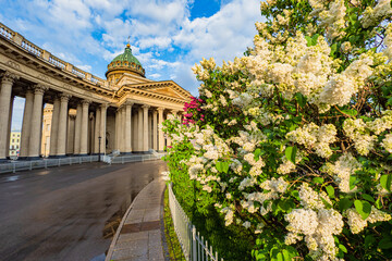 Saint Petersburg panorama. Russia. Kazan Cathedral in sunny weather. Blooming lilac near temple. Panorama of Kazan Cathedral. Temple Museum in center of St. Petersburg. Trip Russia. Russia summer