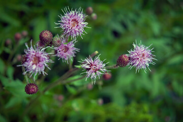 Medicinal herb burdock Arctium lappa, blooming violet flowers. soft background