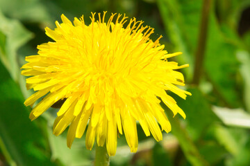 Dandelion yellow flower close up is in nature. Macro photo