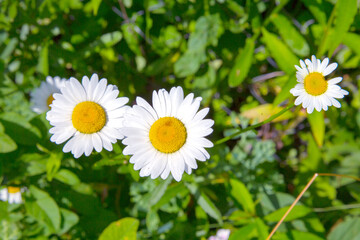 Obraz premium A group of chamomile close up is on green background. Concept healthy medicinal herbs