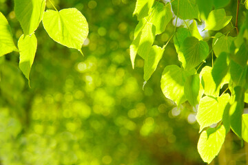Beautiful bokeh background of  tree. In the foreground, hanging green foliage is in the backlight. Concept beautiful summer