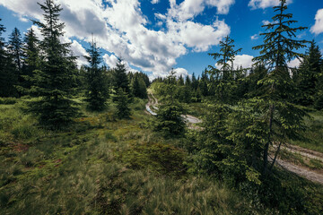 A close up of a hillside next to a tree