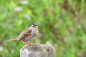 White-crowned sparrow on a fence