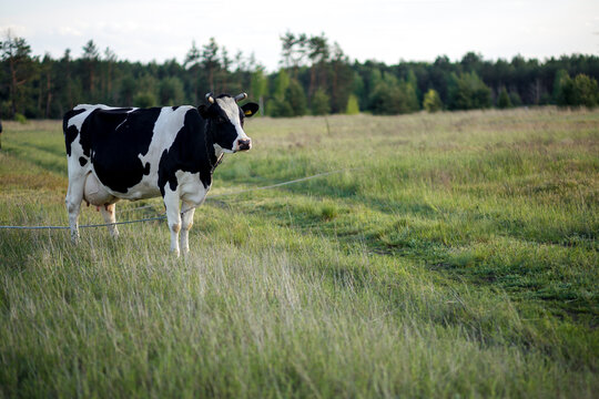 Black and white dairy cow grazing in a field